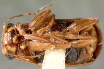 Media type: image; Entomology 8770   Aspect: habitus ventral view